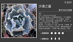 【一人一世界】采集到多肉植物标签