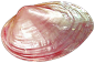 Clams-PNG-Pic