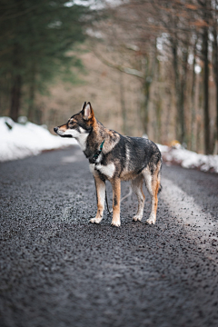 吃货路过噢采集到犬科