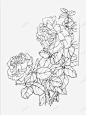 花卉线稿高清素材 中国风 单线稿 工笔画 手绘 植物 牡丹花 素材 线稿