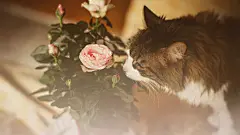 可爱萌宠猫咪闻花香唯美意境大图w7电脑桌面壁纸高清http://www.kutoo8.com/