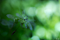 Green & Green