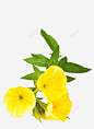 月见草