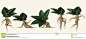 illustrated-posing-plant-root-16676962