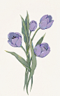 郁金香_鱼贤__插画师作品_涂鸦王国gracg.com