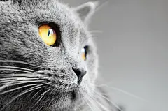 点击来源直接获取大图文件 |英国短毛猫详情（英国蓝猫） 