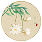 昙花