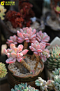 六月份多肉植物种植管理-多肉联萌