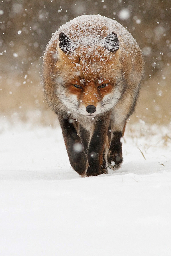 Photograph Snow Fox ...
