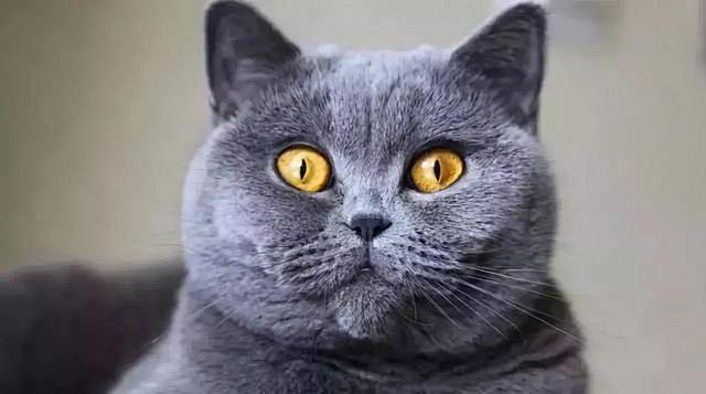 选择说第二期英国短毛猫古老的大脸猫