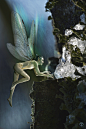 Frozen Water Fae