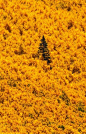 ✯ Lone Pine Tree in the Aspen