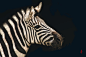 Plains zebra (Equus burchelli; Equus quagga) by Jean-Claude Sch. on 500px