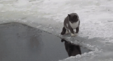 小猫抓鱼 ​