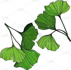 银杏,分离着色,绿色,铅笔,壁纸,植物,草图,雕刻图像,剪影