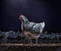 Armour Chicken - CGI & Retouching on Behance