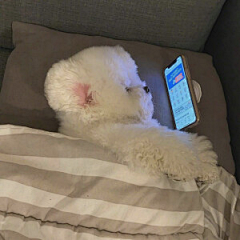 奶king采集到猫 狗热恋
