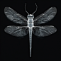 ai animal Arthropod Digital Art  insect midjourney