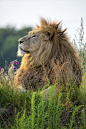 Lion Portrait | Cutest Paw