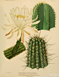 林Caroline的照片 - 微相册 我想和你分享，那个种满仙人掌的幸福花房。「贰」。1919年古籍。《仙人掌科植物》。The Cactaceae descriptions and illustrations of plants of the cactus family。