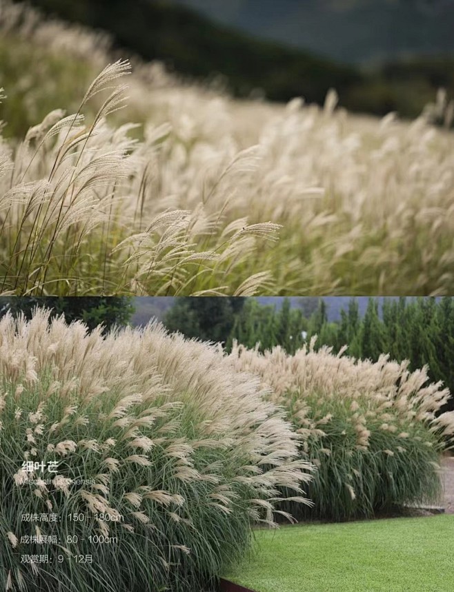 细叶芒