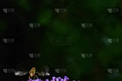 会动翅膀的昆虫