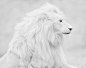 Antique_____、狼、白狮