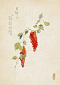 中草药绘本-五味子