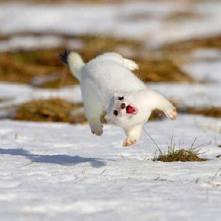 扫雪，学名白鼬，栖息在寒冷地区的山林之中...
