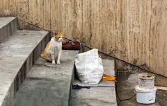 马耳他的猫。姜猫在瓦莱塔等鱼