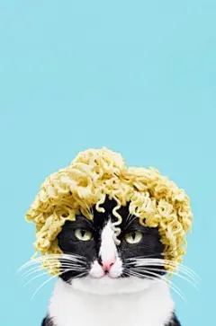 萌猫壁纸_猫的壁纸_手机高清壁纸_四季图片