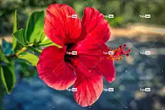 花 芙蓉 盛开 美丽的花朵 花壁纸 自然 开花 花卉背景 植物学