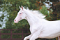 portrait-beautiful-horse-akhal-teke-breed-background-green-foliage-isabel-stallion-with-blue-eyes_414998-24.jpg (2000×1330)
