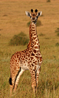 getawildlife:

Baby Giraffe (by maqsmughal)
