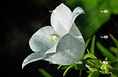 喀尔巴阡山贝尔 花朵 白色的 春天 花壁纸 花园 性质 盛开