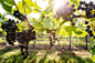 Weinlese : Weinlese