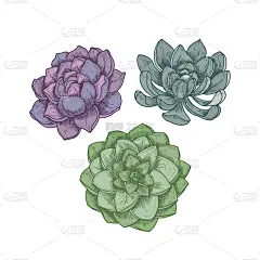 植物群,分离着色,景天科拟石莲花属植物,白色背景,华丽的,自然美,古董,装饰物,复古,绘制