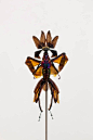 艺术家Cedric Laquieze用昆虫标本拼凑起来的“妖精新军”，这些与“朋克昆虫”的制作方法有些相似，只是用材不同