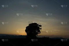 美丽的黄昏天空和大树的剪影