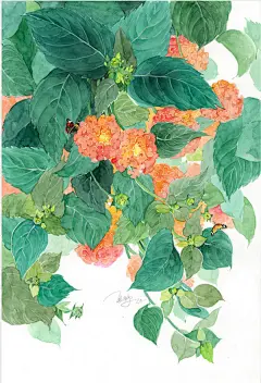 〖.．用水彩的轻盈美丽，画花儿的万种风情  ．.〗〔 作者'@夏静xiajing 〕