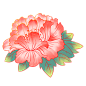 牡丹花