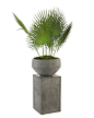 Fan Palms With Pedestal - Botanicals - Accessories & Botanicals - Our Products