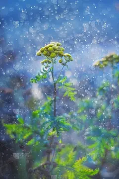 黄色的唐茜花在神奇的蓝色背景