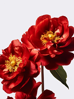 adobe-111采集到花朵素材