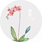 蝴蝶兰
