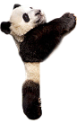 熊猫PNG