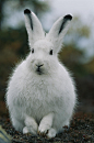 Arctic Hare (by Norbert Rosing) | Bunnies and Snowshoe rabbit