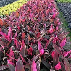 亮叶朱蕉（铁树）
常绿灌木或小乔木
H 1-3 m
花期11月至次年3月