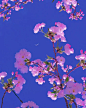 月明花满枝 | Sophia Ahamed