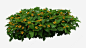 植物黄色花朵小灌木png免抠素材_新图网 https___ixintu.com 植物 黄色 花朵 小灌木 psd灌木 灌木 灌木丛 树木 绿色植物 乔木 苗木 园林景观 景观植物 png免费下载.jpg